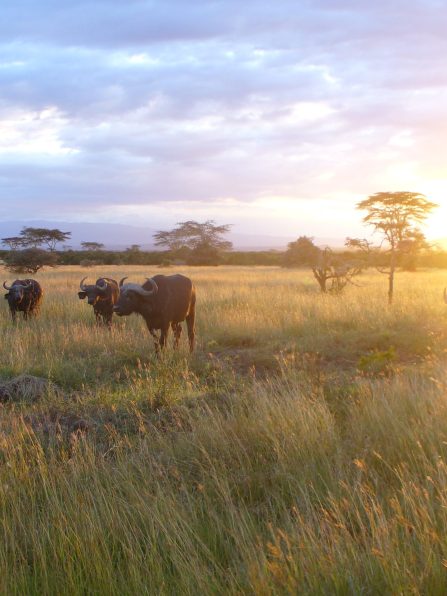 African_buffalo_kenya-scaled.jpg